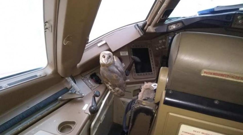 Foto (c) ANI/Twitter Kerkuil cockpit Boeing 777