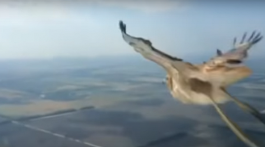 Foto (c) WBR Avia/YouTube Kop-staartbotsing vogel