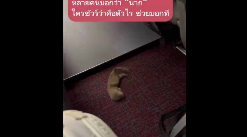 Foto (c) Boarding Pass/Facebook Otter vliegtuig