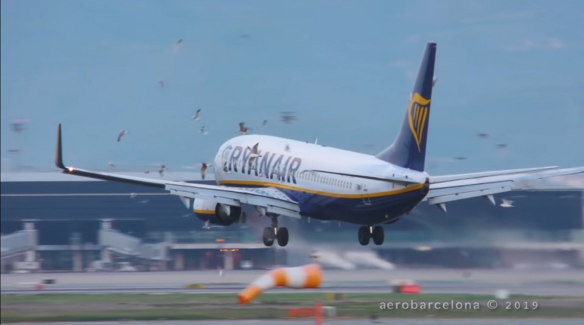Ryanair 737 birdstrike