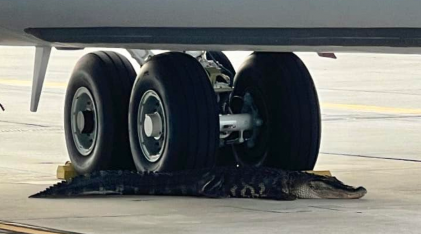 Foto (c) MacDill Air Force Base Alligator