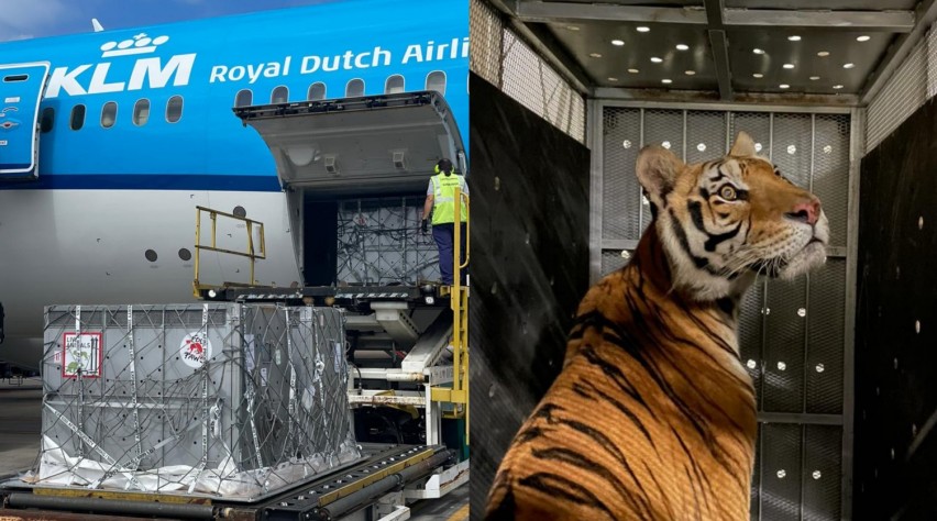 Foto (c) Four Paws KLM Tijgervervoer