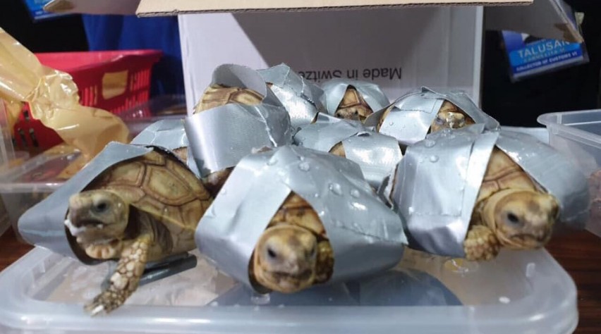 Schildpadden onderschept