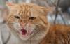 Boze kat
