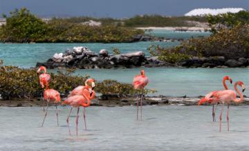 Foto (c) Bonaire Tourism