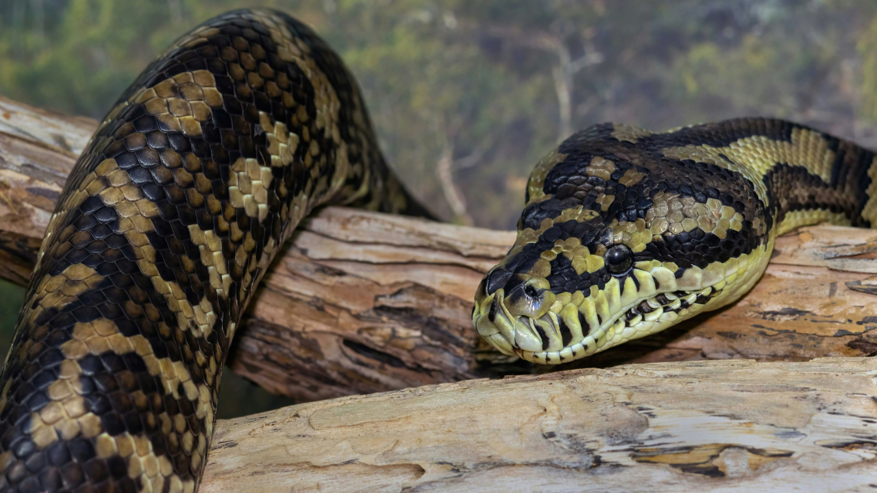 Passagier probeert op Schiphol python in bh het vliegtuig in te smokkelen